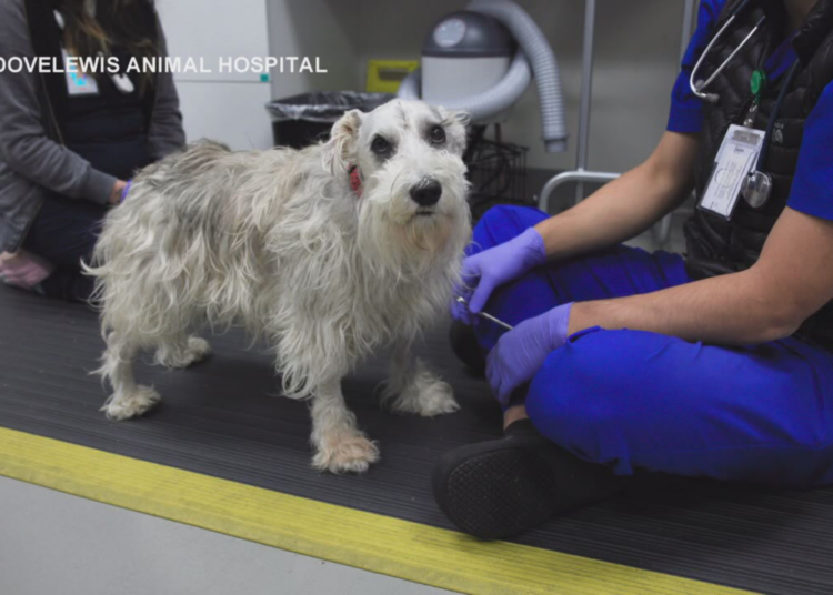 This Dog Got Rare, Dangerous Brain Surgery and It Saved His Life