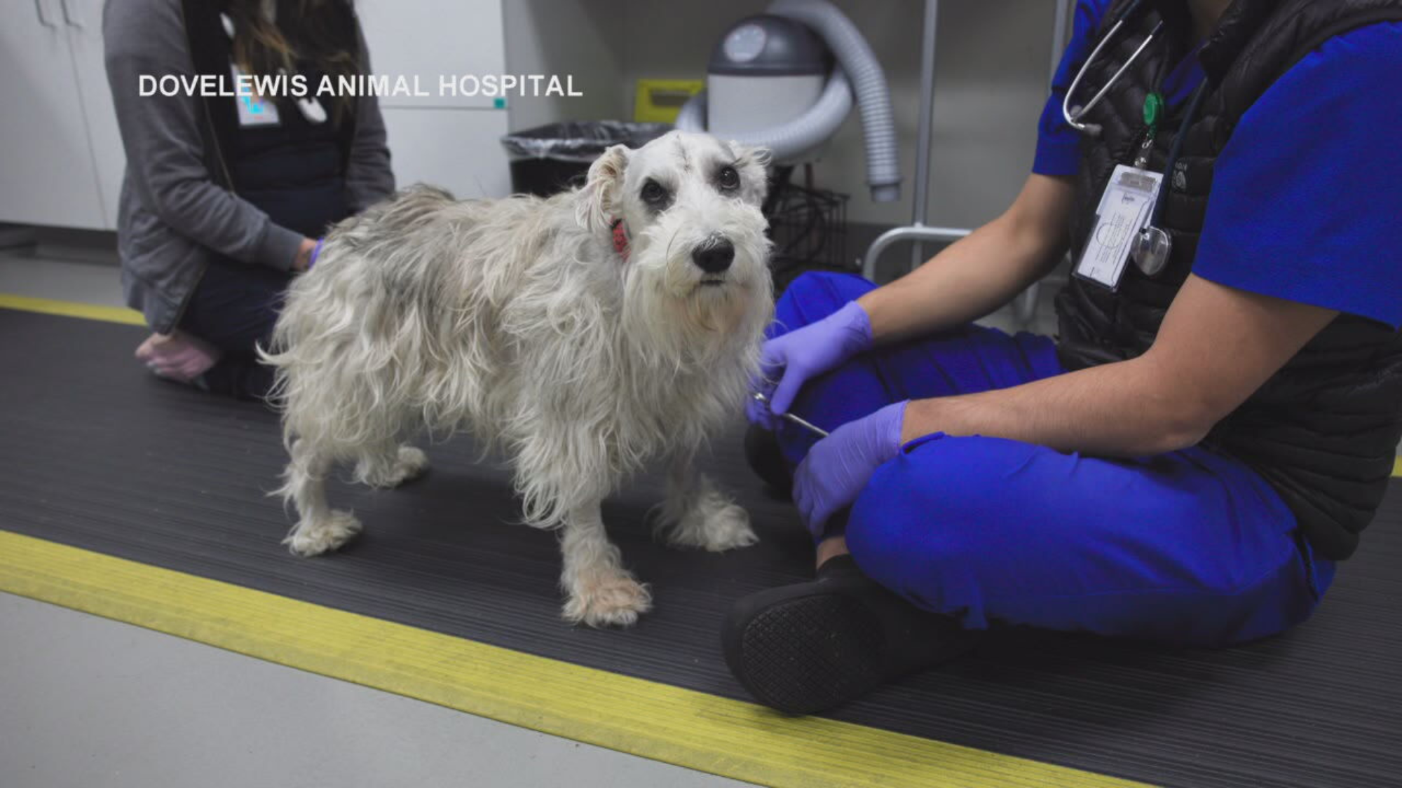 This Dog Got Rare, Dangerous Brain Surgery and It Saved His Life