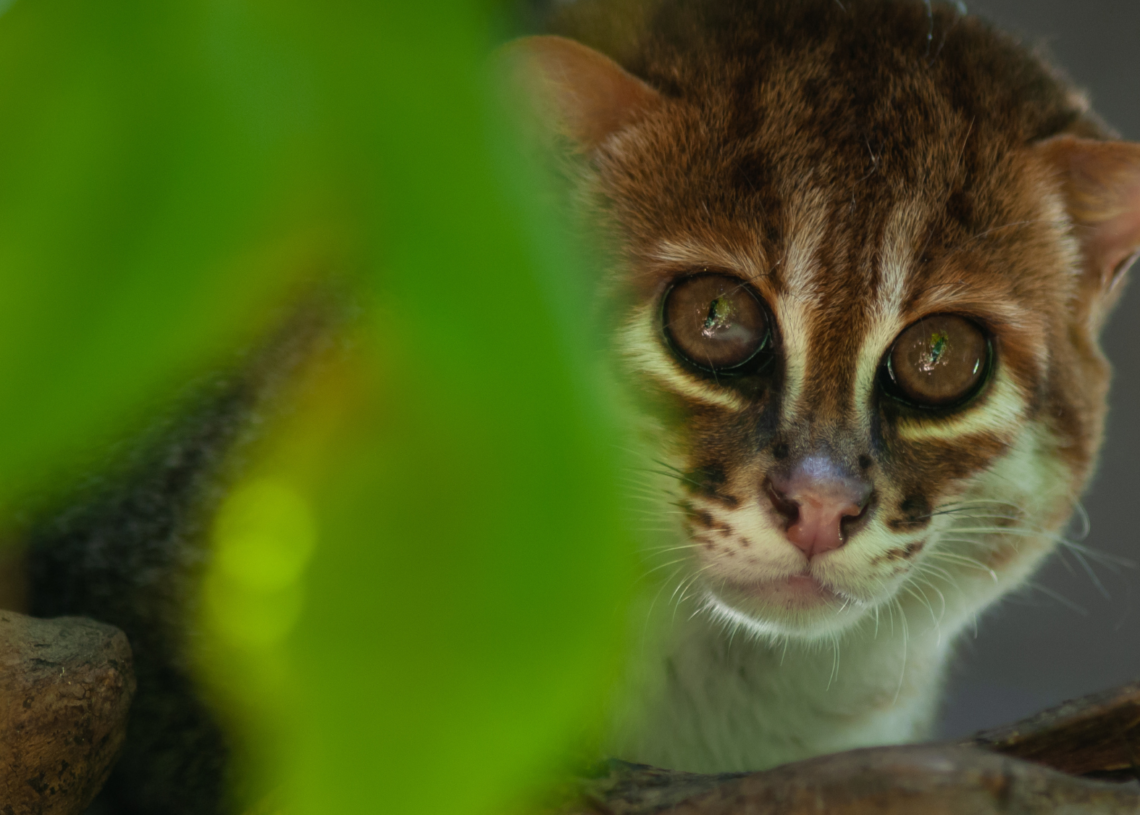‘Likely Extinct’ Flat-Headed Cat Spotted on Trail Camera After 30 Years