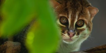 ‘Likely Extinct’ Flat-Headed Cat Spotted on Trail Camera After 30 Years