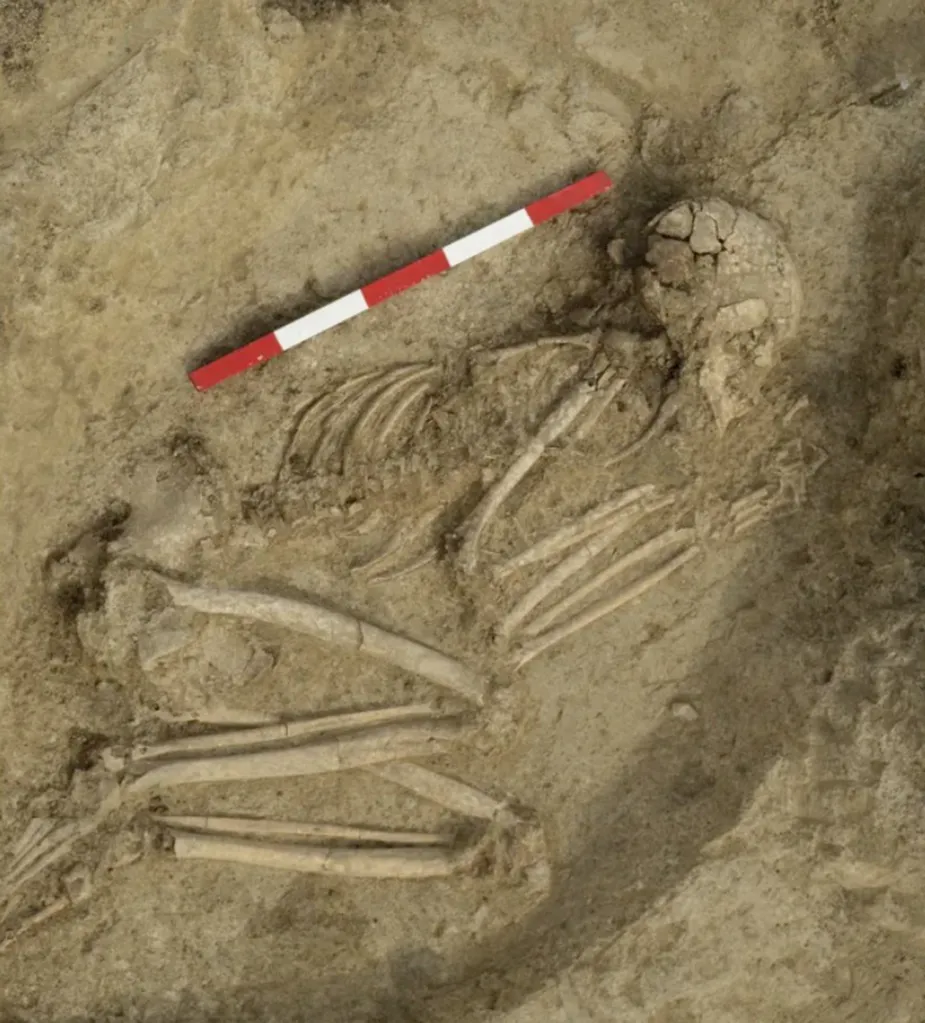 Archaeological remains of a human skeleton in a dirt excavation, with a red and white scale bar above the skull.
