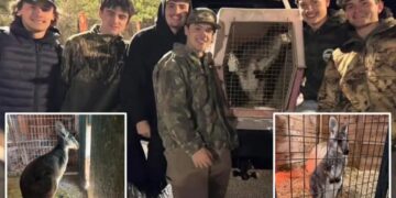 Runaway NJ wallaby ‘Rex’ found and returned home with help from group of teens
