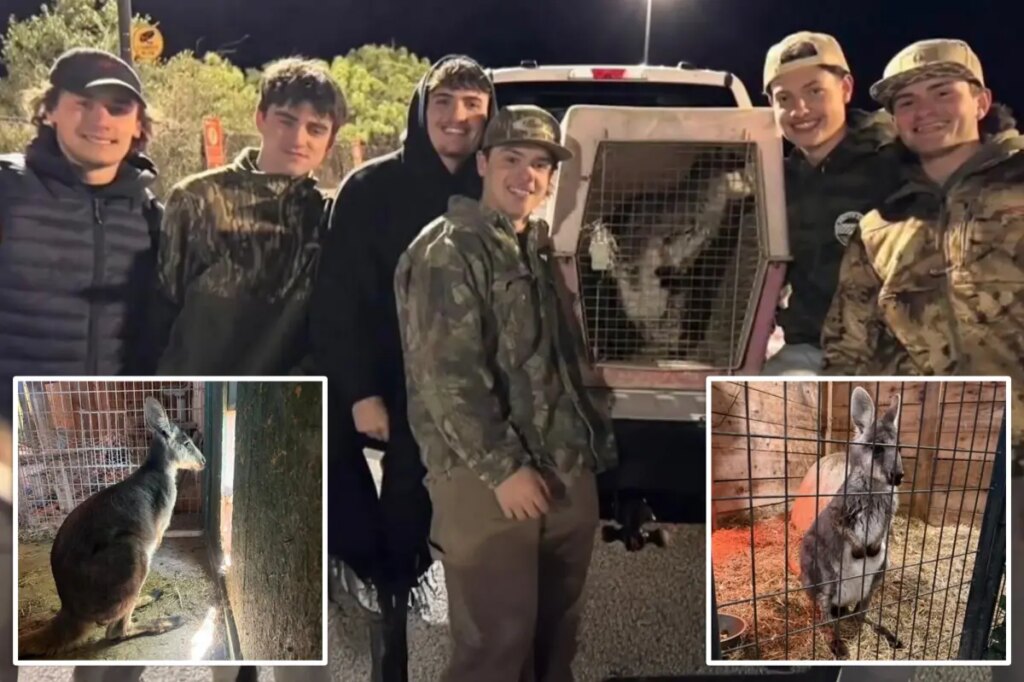 Runaway NJ wallaby ‘Rex’ found and returned home with help from group of teens