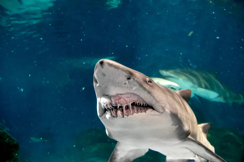 Sand tiger shark swimming in blue water, showing its teeth, with other sharks in the background.