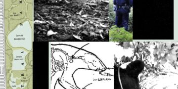 New Records Reveal the Mess RFK Jr. Left When He Dumped a Dead Bear in Central Park