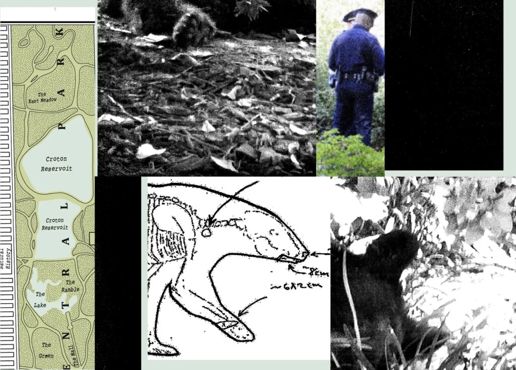 New Records Reveal the Mess RFK Jr. Left When He Dumped a Dead Bear in Central Park