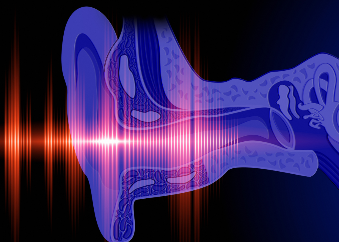Scientists Kept an Inner Ear Alive Outside the Body—But Why?