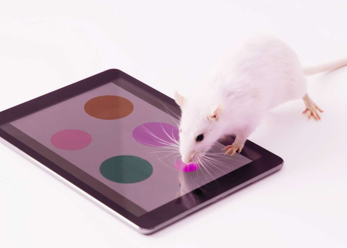 Scientists Successfully Reversed Alzheimer’s Disease in Mice