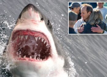 Calif. hits terrifying record involving sharks