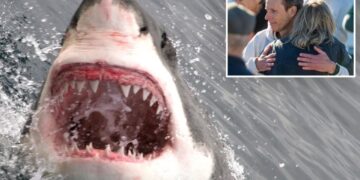 Calif. hits terrifying record involving sharks