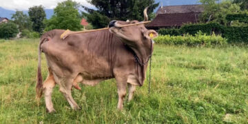Cows may be smarter than we thought. This one uses a brush to scratch herself.