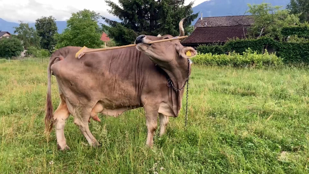 Cows may be smarter than we thought. This one uses a brush to scratch herself.