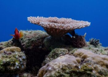 Things to know about the High Seas Treaty as it takes effect