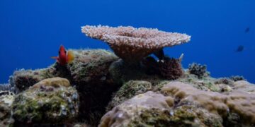 Things to know about the High Seas Treaty as it takes effect