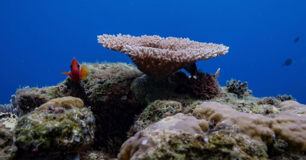 Things to know about the High Seas Treaty as it takes effect