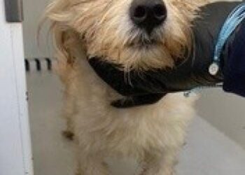 Puppy found in trash compactor in Gardena. Police officer who rescued him will also adopt him