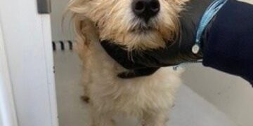 Puppy found in trash compactor in Gardena. Police officer who rescued him will also adopt him