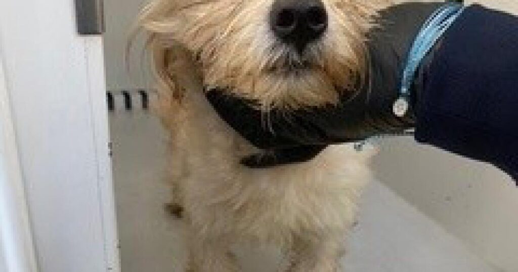 Puppy found in trash compactor in Gardena. Police officer who rescued him will also adopt him