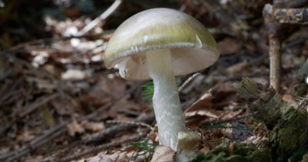 ‘Largest outbreak that we’ve seen in California.’ Death cap mushrooms linked to deaths, hospitalizations