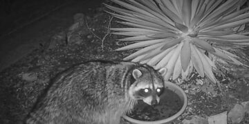 Brain-infecting ‘raccoon roundworm’ parasite found in dog in San Fernando Valley