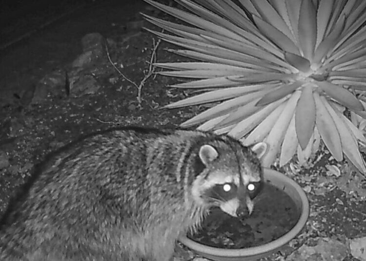 Brain-infecting ‘raccoon roundworm’ parasite found in dog in San Fernando Valley