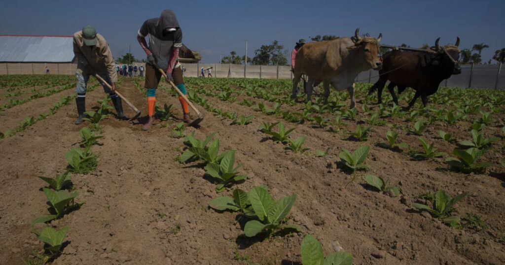 The Cuban people’s resilience is a strength but also a trap