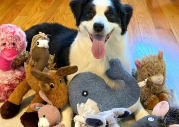 Some dogs can expand their vocabulary by eavesdropping on their owners