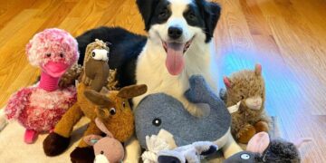 Some dogs can expand their vocabulary by eavesdropping on their owners