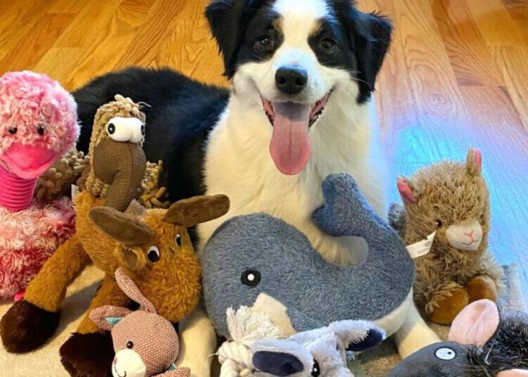 Some dogs can expand their vocabulary by eavesdropping on their owners