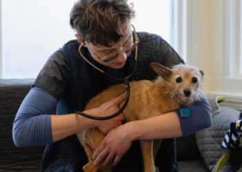 College women far outnumber men in law, medical, vet schools. Why this matters