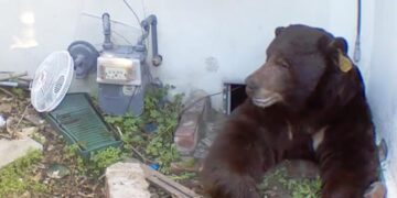 Finally! Bear under Altadena home for 6 weeks is evicted by paintballs, electrified mat