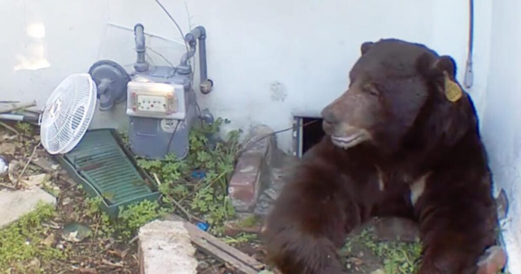 Finally! Bear under Altadena home for 6 weeks is evicted by paintballs, electrified mat