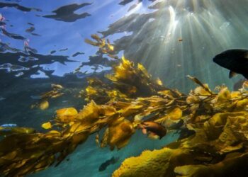 Woman dies after scuba diving off Catalina Island coast