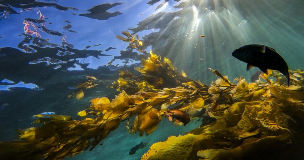 Woman dies after scuba diving off Catalina Island coast