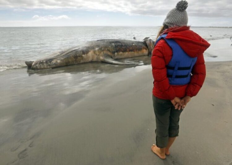 ‘Save the whales’ worked for decades, but now gray whales are starving
