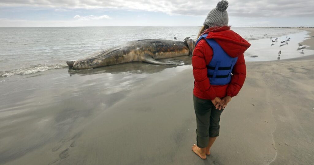 ‘Save the whales’ worked for decades, but now gray whales are starving