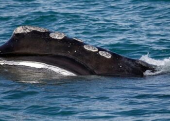 A rare whale is having an encouraging season for births. Scientists warn it might still go extinct