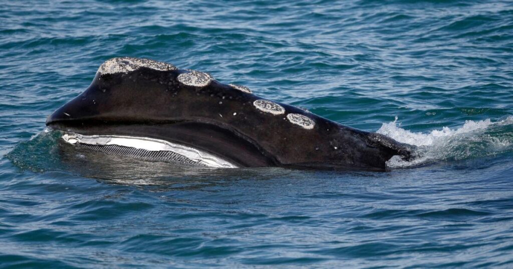 A rare whale is having an encouraging season for births. Scientists warn it might still go extinct