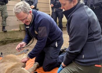 Mountain lion captured in San Francisco. ‘We locked eyes,’ resident says