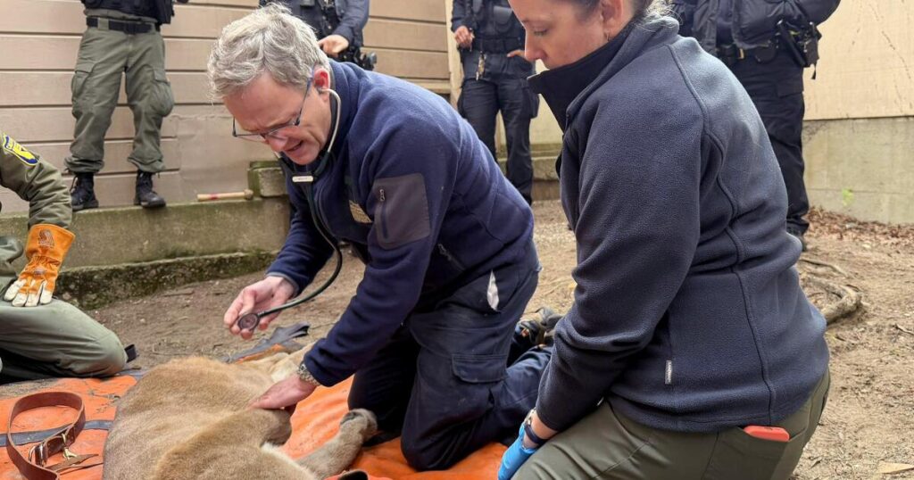 Mountain lion captured in San Francisco. ‘We locked eyes,’ resident says