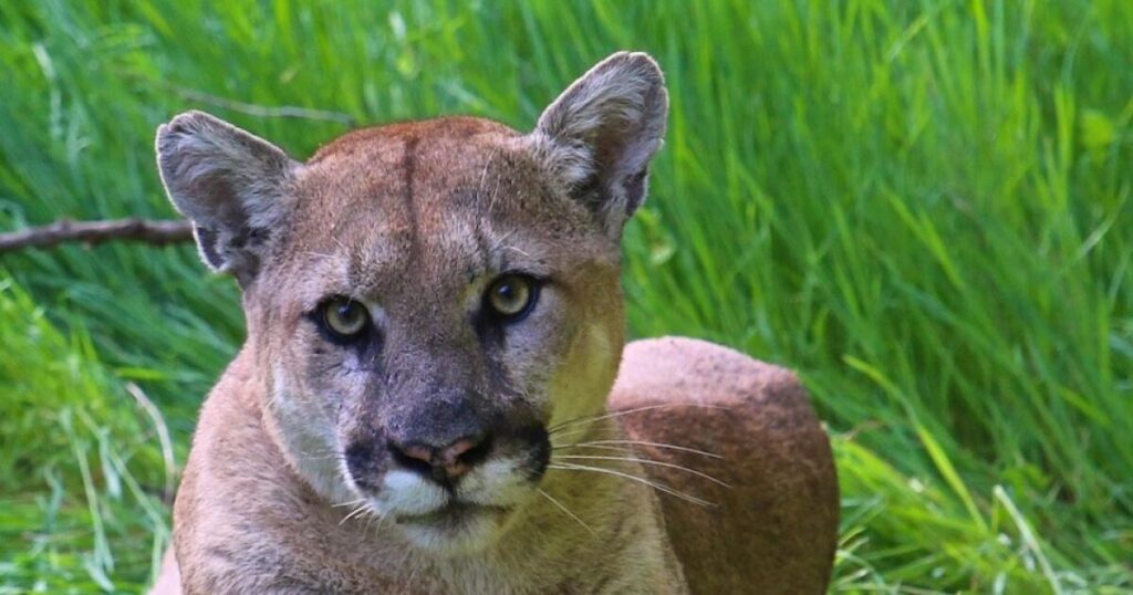 Mountain lion attacks on pets and cattle rattle a small Central California town