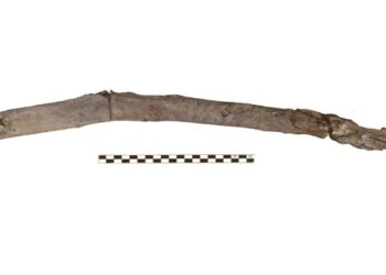 Scientists recover the oldest wooden tools from a site in Greece