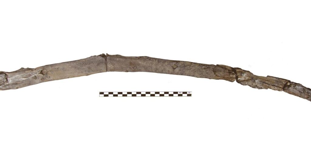 Scientists recover the oldest wooden tools from a site in Greece