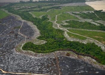 Top soybean traders exit pact that protects Amazon rainforests