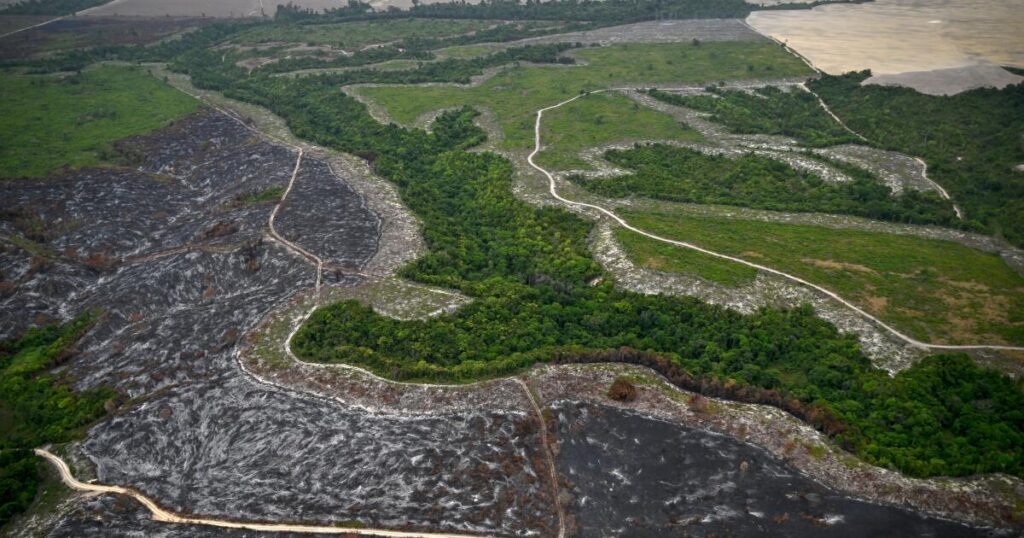 Top soybean traders exit pact that protects Amazon rainforests