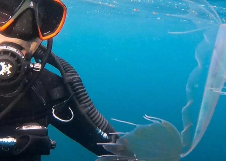 California diver documents close encounter with lacy, undulating sea creature far from home