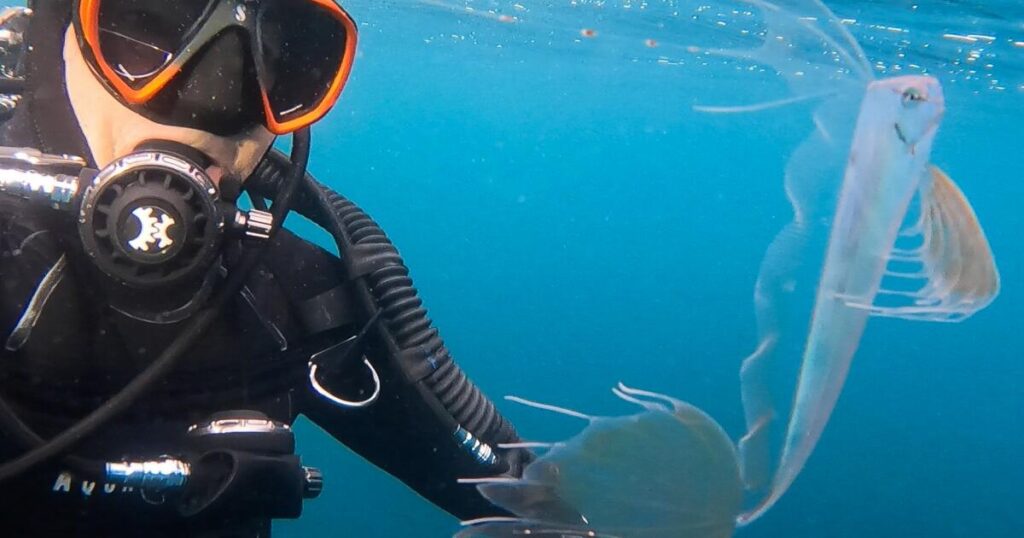California diver documents close encounter with lacy, undulating sea creature far from home