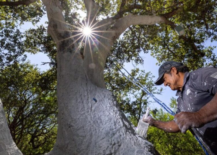 ‘It is scary’: Oak-killing beetle reaches Ventura County, significantly expanding range