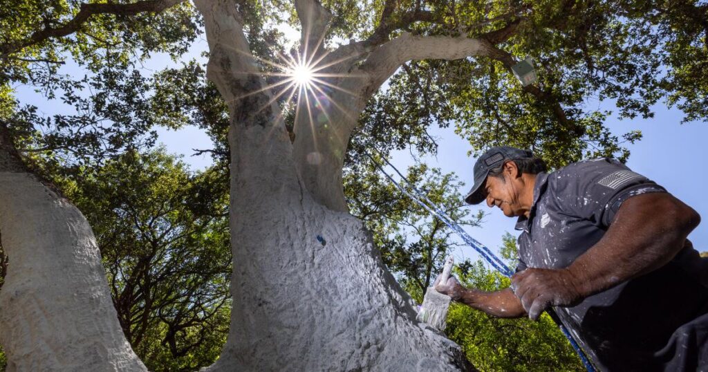 ‘It is scary’: Oak-killing beetle reaches Ventura County, significantly expanding range