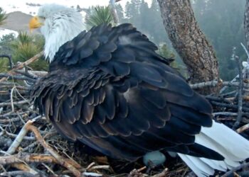 California’s favorite lovebirds Jackie and Shadow welcome first egg of the year